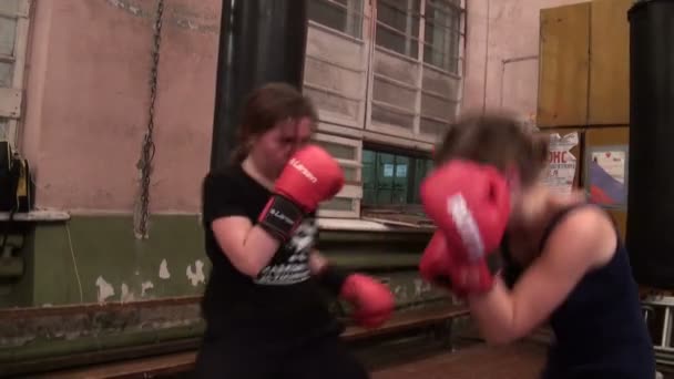 Боксёры в обучении — стоковое видео