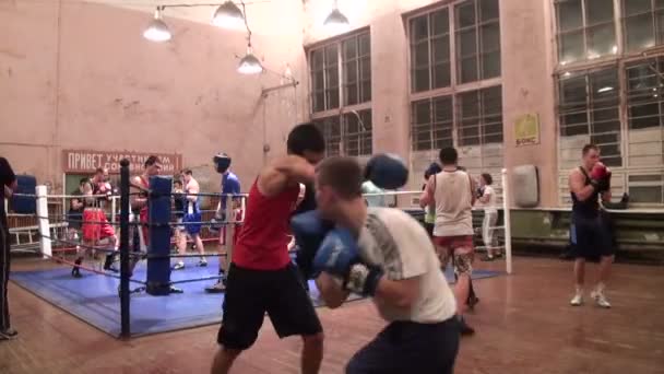 Boxers en formation — Video