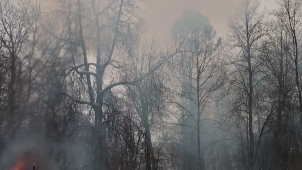 Yangın ve yanma — Stok video
