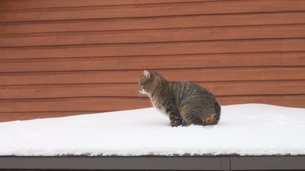 El gato está en el techo de una casa — Vídeos de Stock