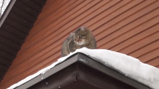 Η γάτα είναι στη στέγη ενός σπιτιού — Αρχείο Βίντεο