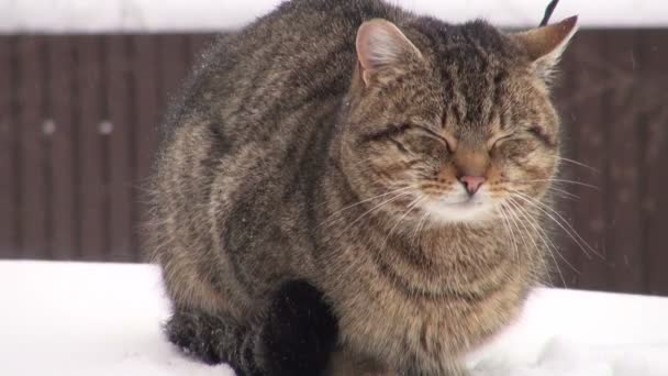 Katten på bilen — Stockvideo