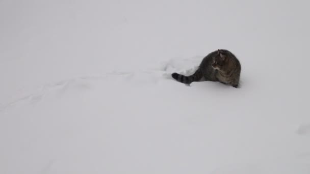 Kat wandelingen in de sneeuw — Stockvideo