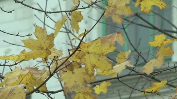 Hojas de arce amarillo — Vídeo de stock