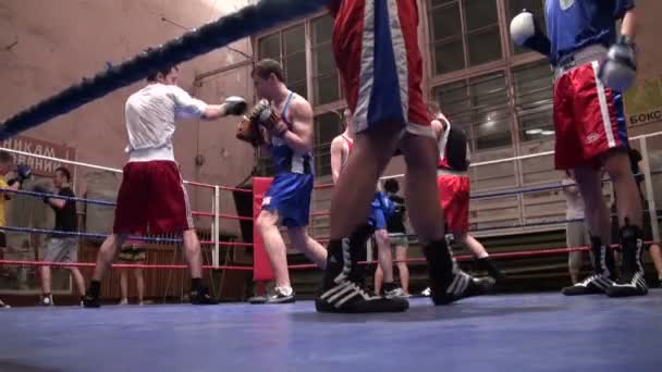 Boxeři v tréninku — Stock video