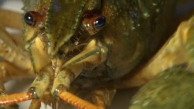 bir plaka üzerinde canlı kanser