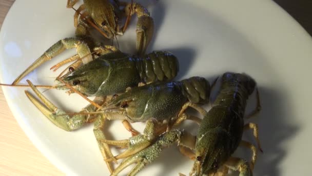 Cáncer vivo en un plato — Vídeos de Stock