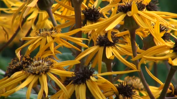 Flores amarillas — Vídeo de stock