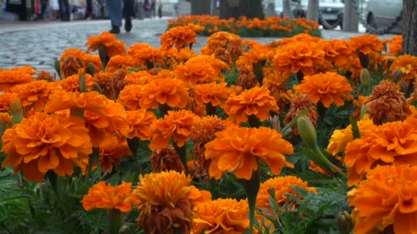 Una cama de flores naranjas — Vídeos de Stock