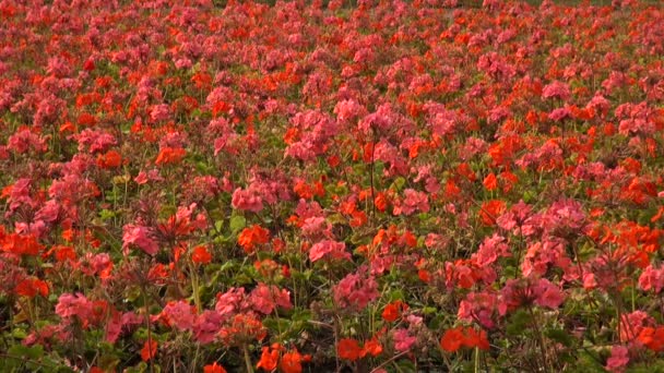 A bed of orange flowers — Stock Video