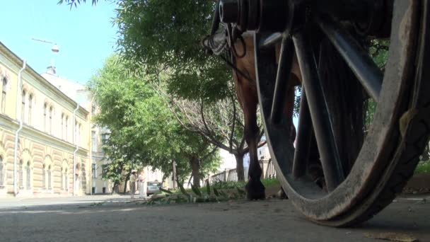 马推车的道路上 — 图库视频影像
