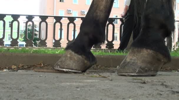 Horse's hooves — Stock Video