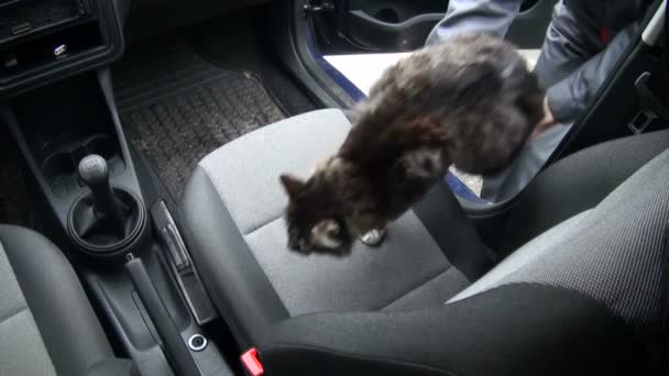 The cat in the car — Stock Video