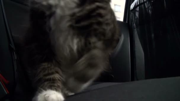 Katten i bilen — Stockvideo