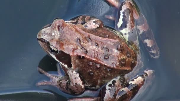 Der Frosch im Wasser — Stockvideo