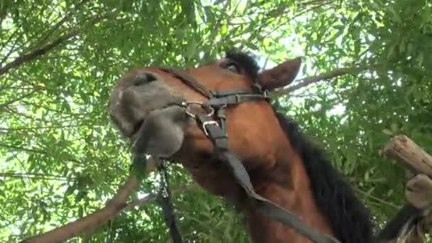 El caballo masticó las hojas del árbol — Vídeo de stock