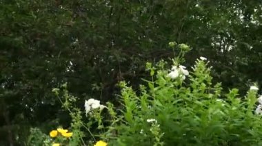 yeşil bitki örtüsü