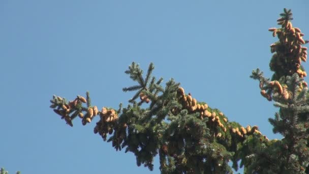 Een bult op de tak van een pine — Stockvideo