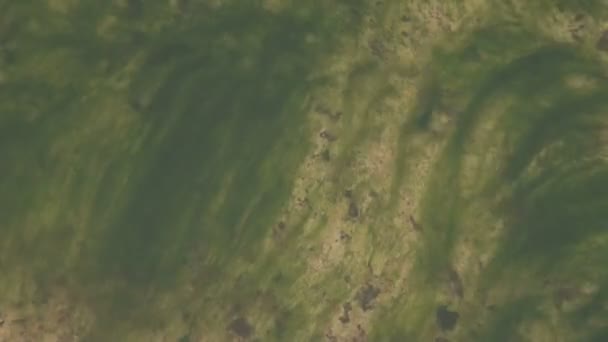 Tina and algae on the rock — Stock Video