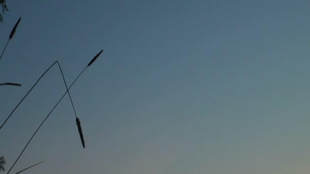 A blade of grass on the background of the sky — Stock Video