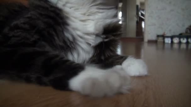 Affectionate fluffy cat — Stock Video