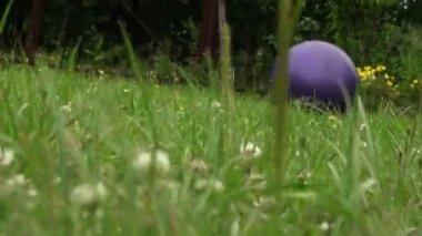 yeşil bitki örtüsü