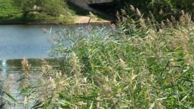 yeşil bitki örtüsü