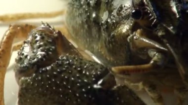 bir plaka üzerinde canlı kanser