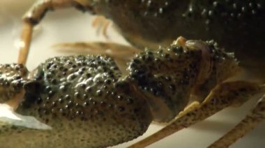 bir plaka üzerinde canlı kanser