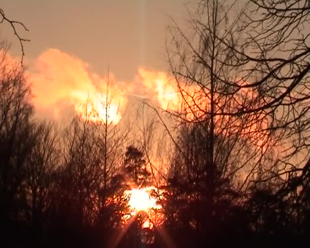 L'arbre contre le ciel — Video