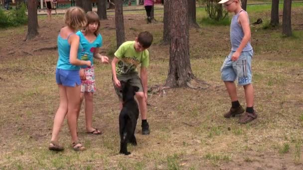 Los niños juegan con un perro — Vídeos de Stock