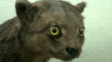 içi doldurulmuş bir hayvan