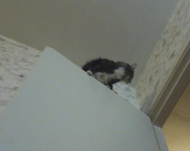 bir kedi atlama