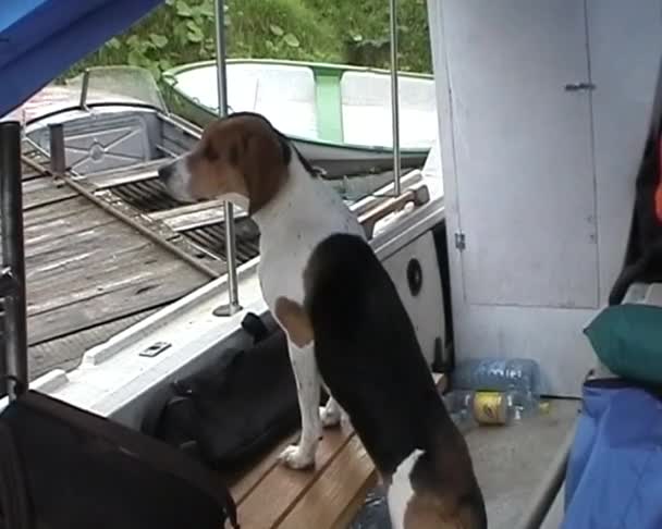 Dog boat — Stock Video