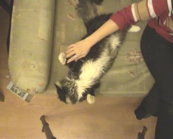 Kočka na pohovce — Stock video