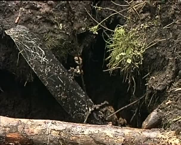 Samolot Ił-2 wziąć z tego bagna — Wideo stockowe