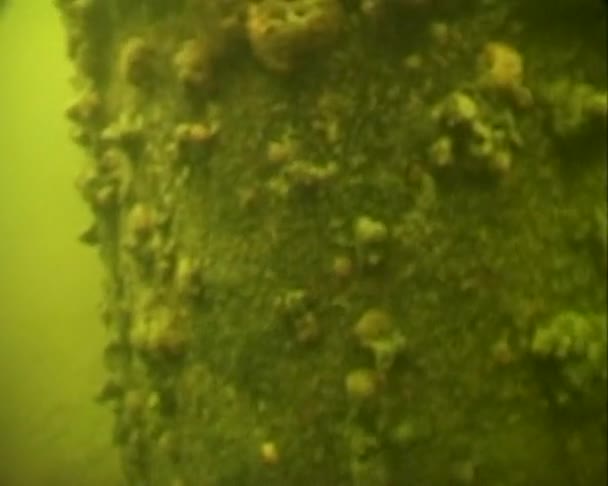 Navire coulé sous l'eau 