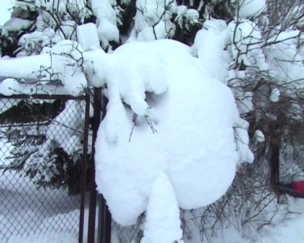 Queda de neve — Vídeo de Stock