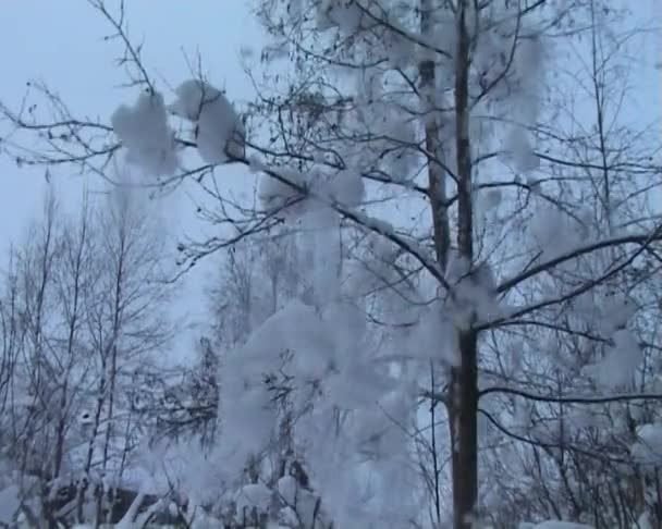 Падающий снег — стоковое видео