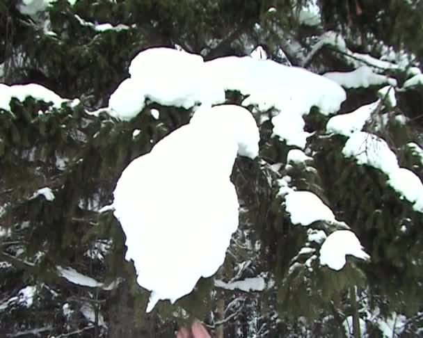 Падающий снег — стоковое видео