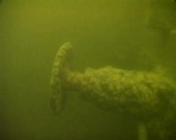 Βυθισμένη βαγόνια στη λίμνη Λάντογκα — Αρχείο Βίντεο