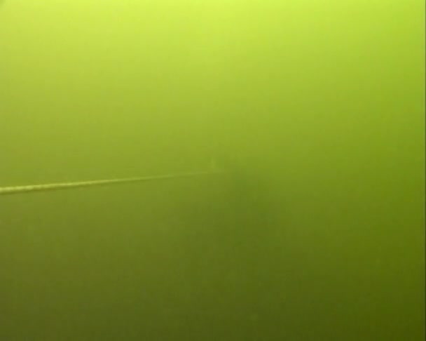 Skin-Diver βυθίζει κάτω από το νερό — Αρχείο Βίντεο