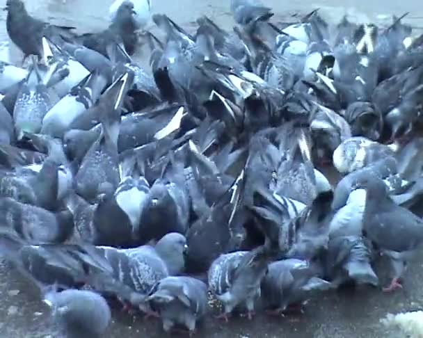 Flock duvor i staden — Stockvideo
