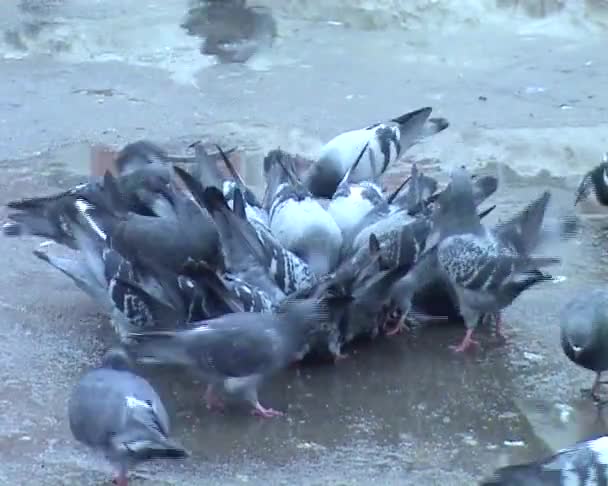 Стадо голубей в городе — стоковое видео