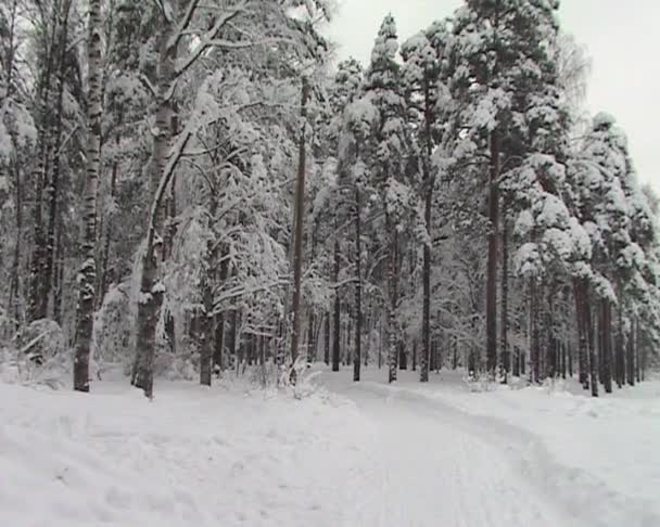 Floresta de Inverno — Vídeo de Stock