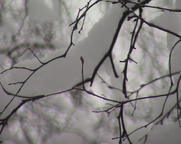 Bosque de invierno — Vídeos de Stock