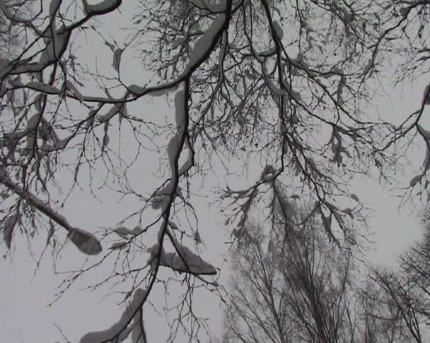 Forêt d'hiver