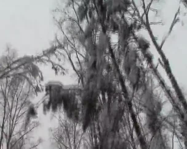 Forêt d'hiver