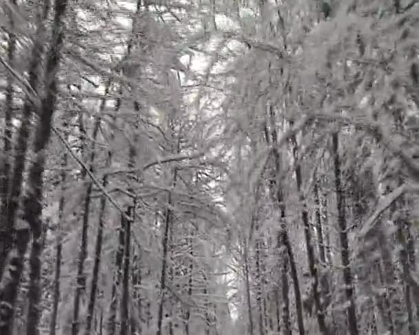 Bosque de invierno — Vídeos de Stock