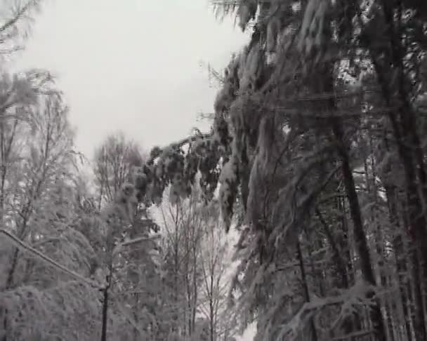 Bosque de invierno — Vídeos de Stock